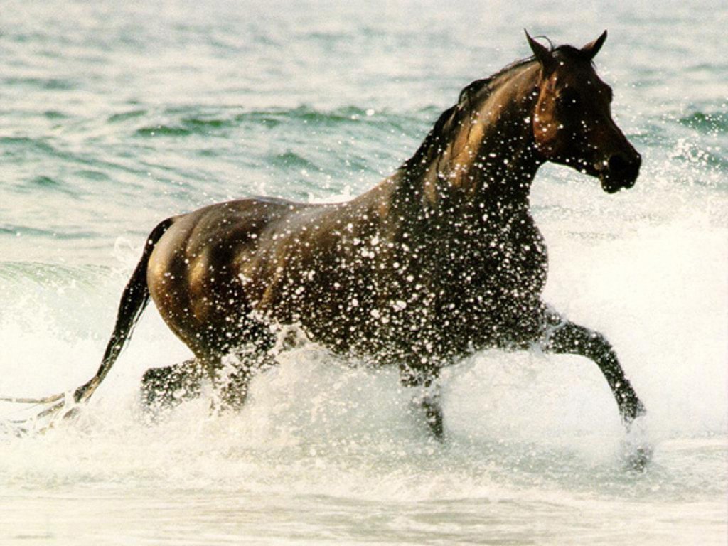 Chevaux - 048